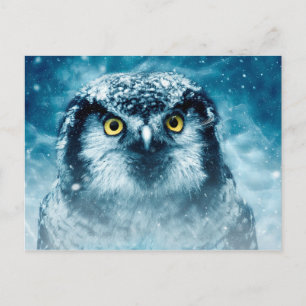 winter owl postcard