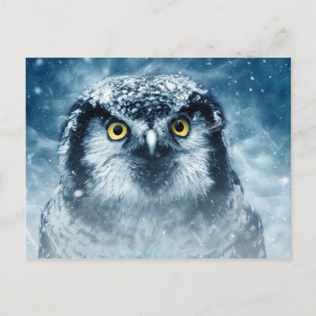 winter owl postcard (Front)