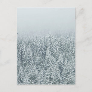 Winter Pines Postcard