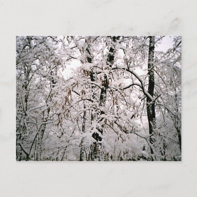 Winter Postcard (Front)