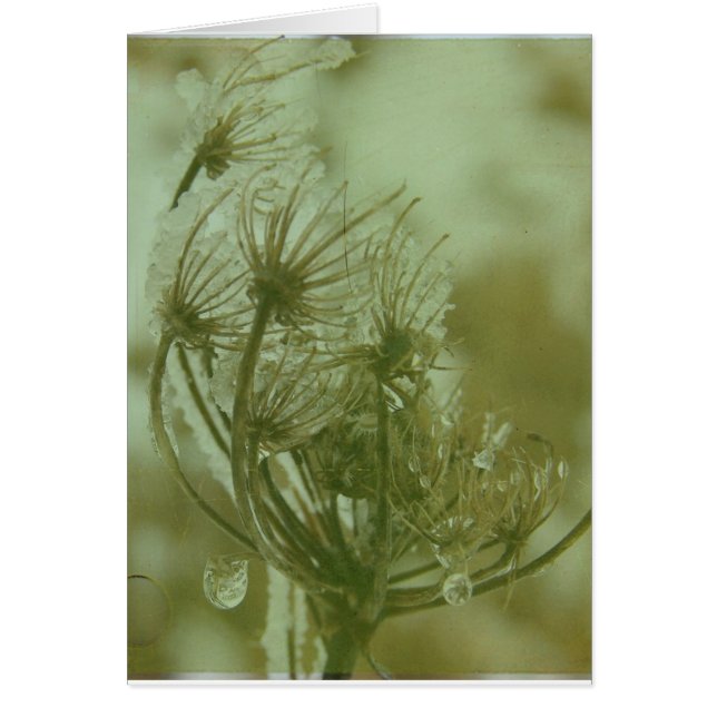 Winter Queen Anne's Lace (Front)