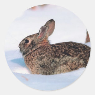 Winter Rabbit Classic Round Sticker