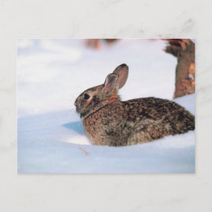 Winter Rabbit Postcard