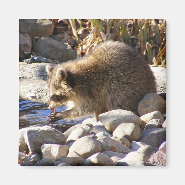 Winter Racoon ~ magnet (Front)