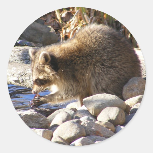 Winter Racoon ~ sticker (Front)