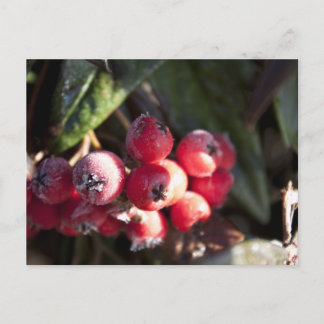winter red berries, evergreen bush, green, 浆 果 postcard
