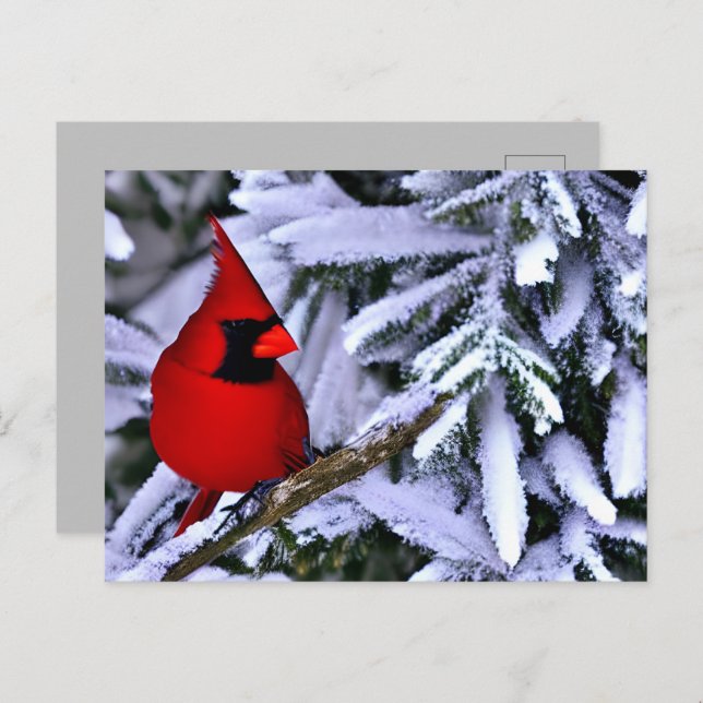 Winter Red Cardinal Postcard (Front/Back)