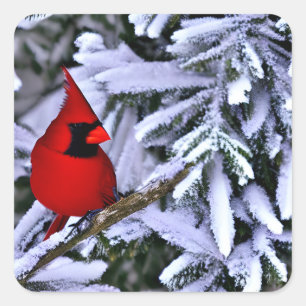 Winter Red Cardinal Square Sticker