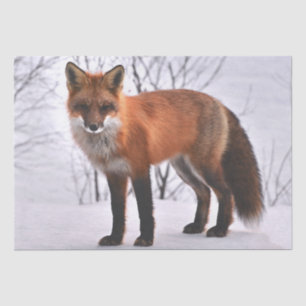 Winter Red Fox Tissue Paper