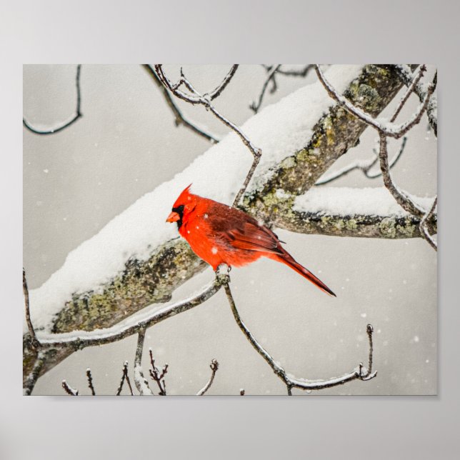 Winter Red Male Cardinal Bird Wildlife Archival Poster (Front)