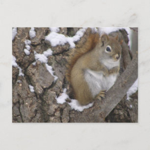 Winter Red Squirrel Postcard