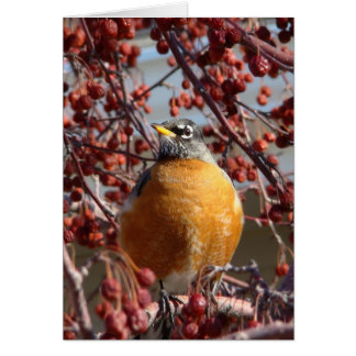 Winter Robin