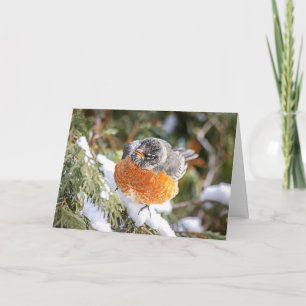 Winter Robin Christmas Card