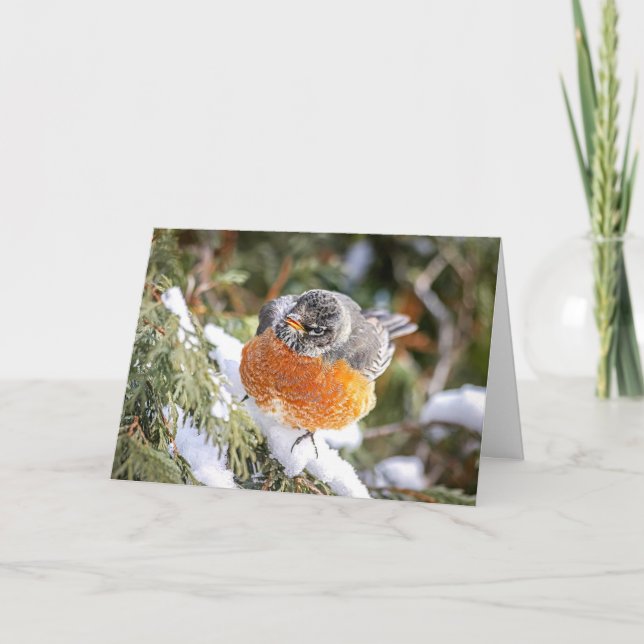 Winter Robin Christmas Card (Front)