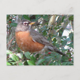 Winter Robin Postcard
