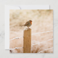 Winter Robin Redbreast