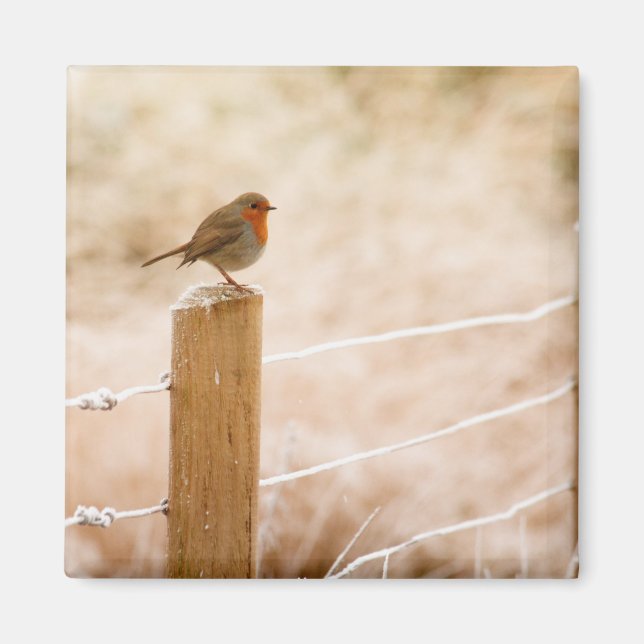 Winter Robin Redbreast Magnet (Front)