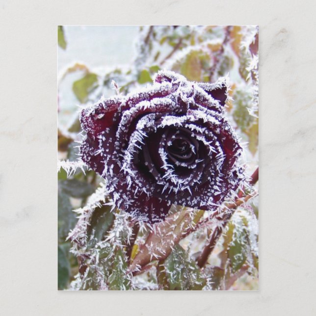 Winter Rose2 Postcard (Front)