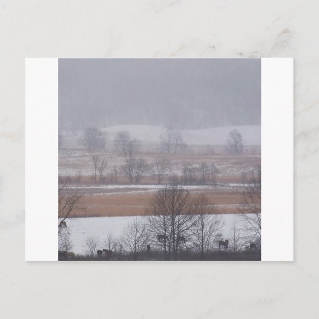 Winter Scene Cades Cove Great Smoky Mountains Postcard (Front)