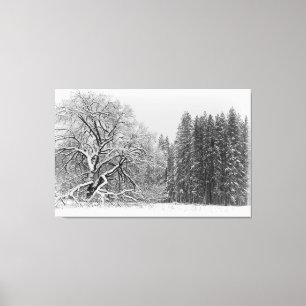 Winter Scene Canvas Print