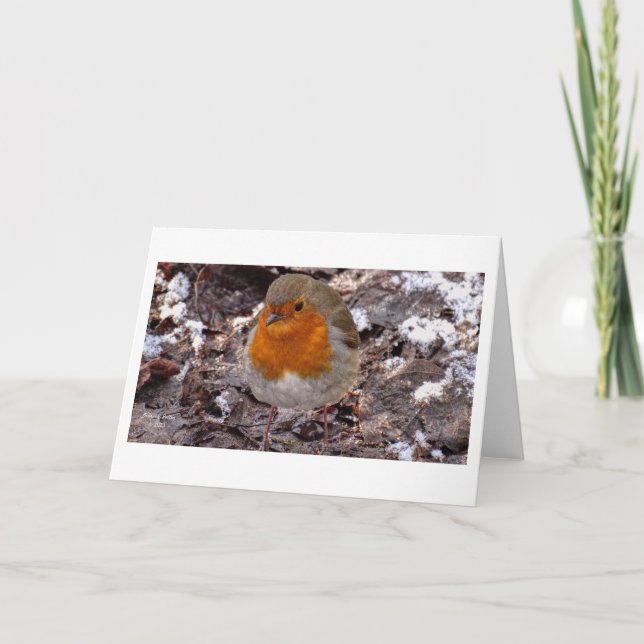 Winter scenes -Robin -greeting card (Front)