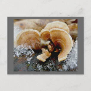 Winter Shelf Fungus Postcard