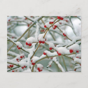 Winter Snow Berries Holiday Postcard