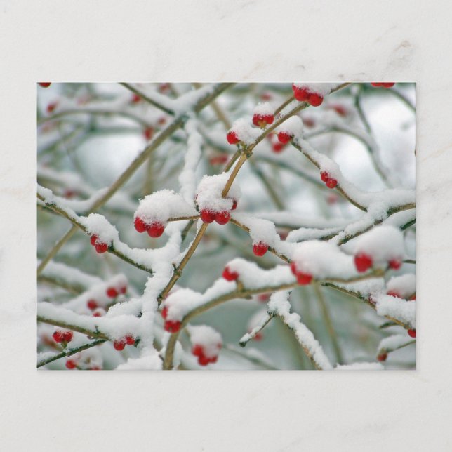 Winter Snow Berries Postcard (Front)