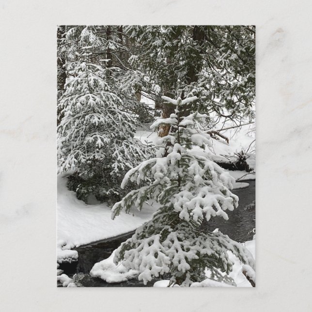 Winter Snow Cabin Fever Creek Forest Outdoors Hike Holiday Postcard (Front)