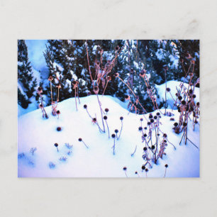 Winter Snow Flower Heads Trees Nature  Postcard