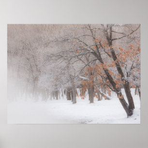 Winter Snow   Lake Kussharo Poster