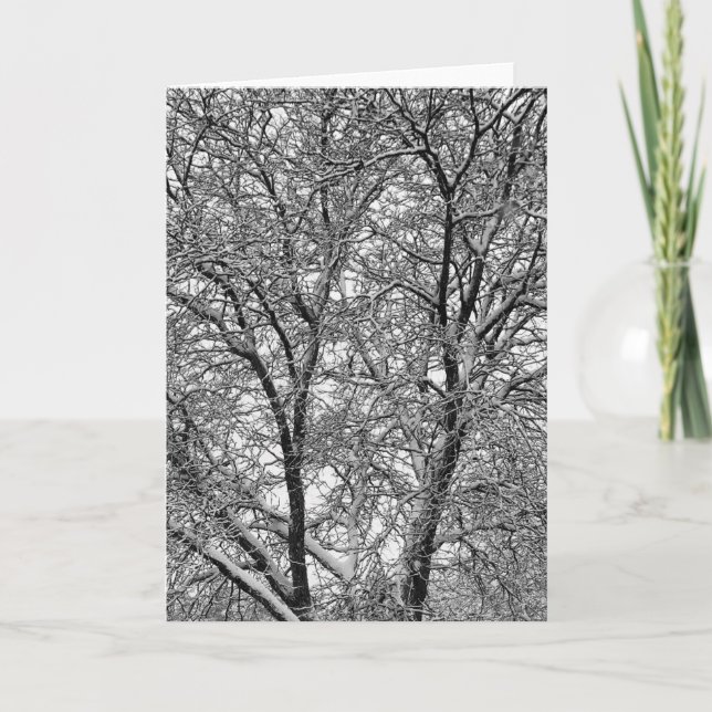 Winter Snow Tree Branches Photograph Card (Front)