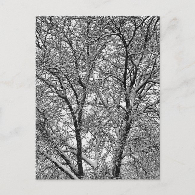 Winter Snow Tree Branches Photograph Postcard (Front)