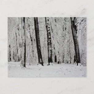 Winter Snow Trees   -     - Postcard