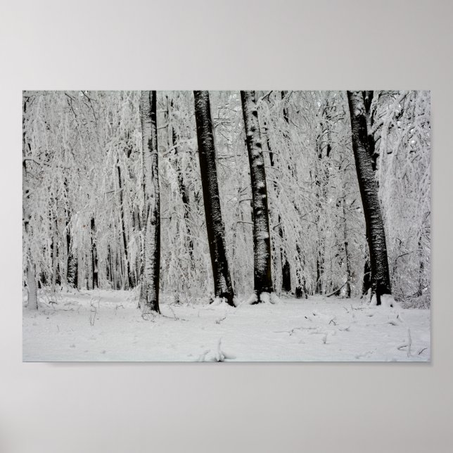Winter Snow Trees   -     - Poster (Front)