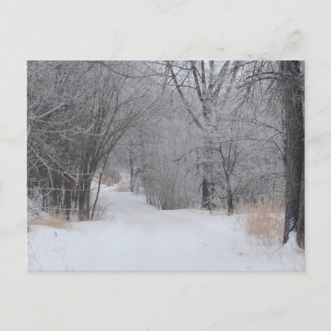 Winter Solitude Postcard (Front)