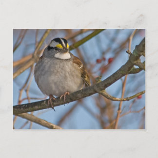 Winter Sparrow Postcard