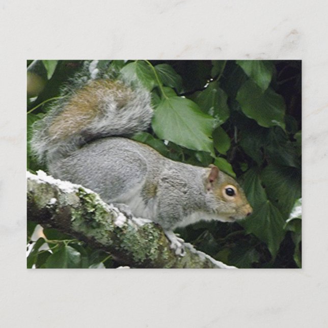 Winter Squirrel #2 Postcard (Front)