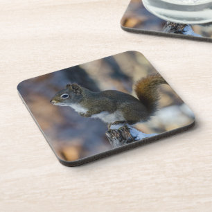 Winter Squirrel, Brown Animal, Canadian Photograph Coaster