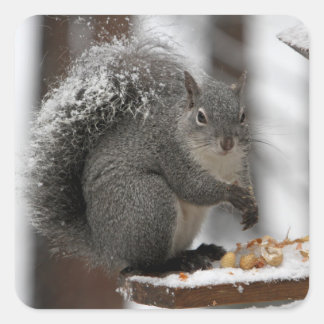 Winter Squirrel on a Sticker