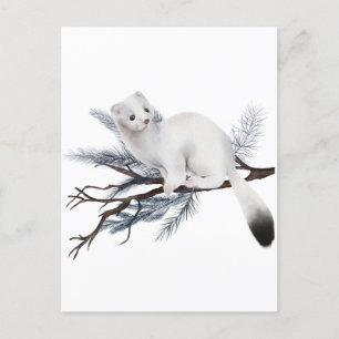 Winter Squirrel    Postcard