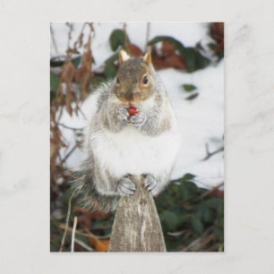 Winter Squirrel  Postcard print
