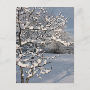 Winter Storm Postcard