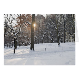 Winter Sunlight Central Park