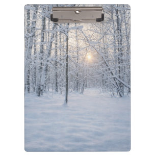 Winter Sunlight in Quiet Birch Forest Clipboard