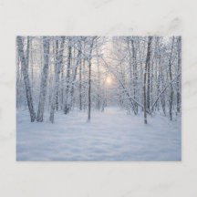 Winter Sunlight in Quiet Birch Forest
