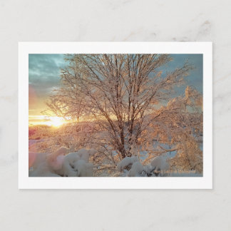Winter Sunrise Postcard