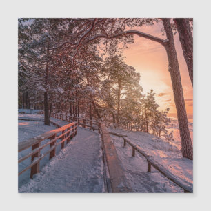 Winter sunset in pine forest near sea