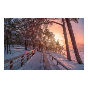 Winter sunset in pine forest near sea photo print