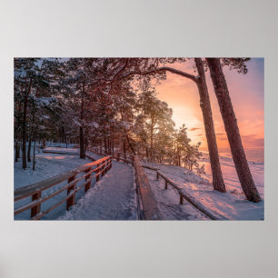 Winter sunset in pine forest near sea poster